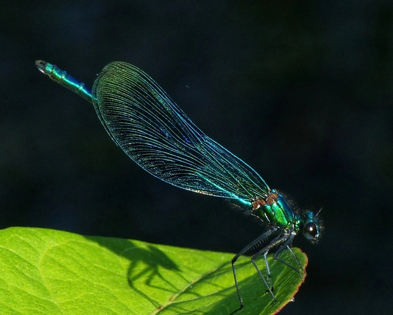 Bild: Andreas Glunz - Smaragdlibelle an der Elz