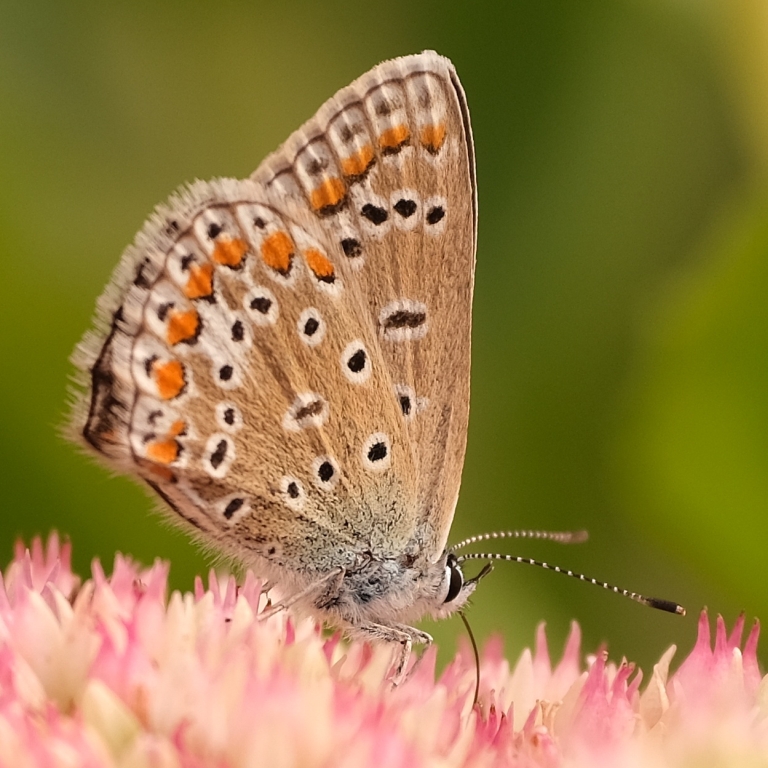 Bild: Hauchhechel-Bläuling
