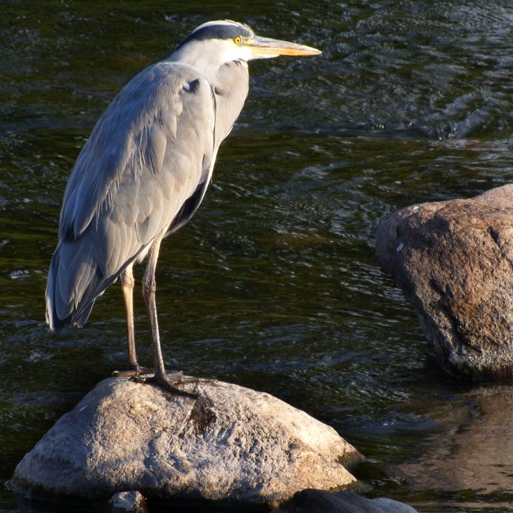 Bild: Graureiher an der Elz