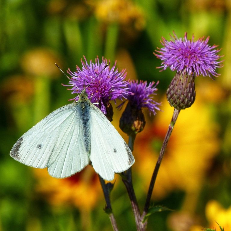 Bild: Andi Glunz - Kohlweißling