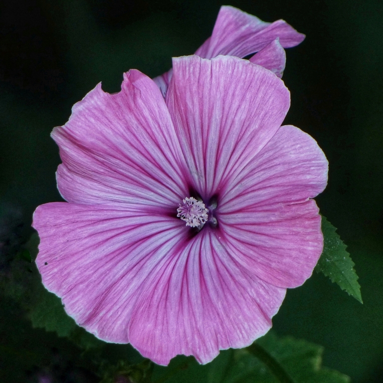 Bild: Andreas Glunz - Malve am Wegesrand