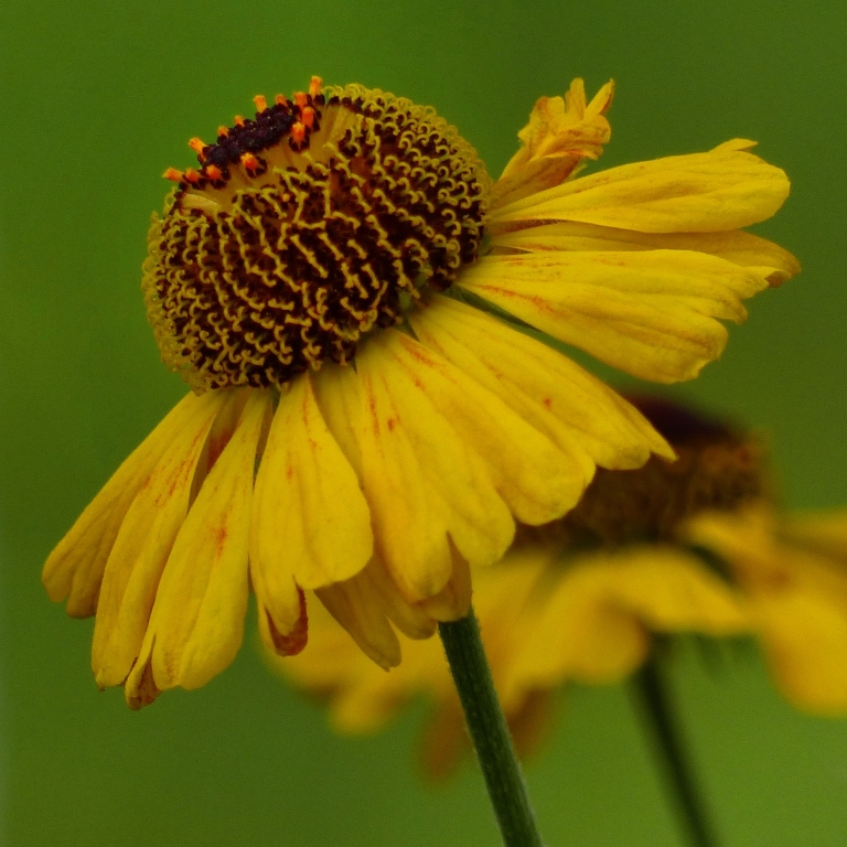 Bild: Andi Glunz - Sonnenbraut